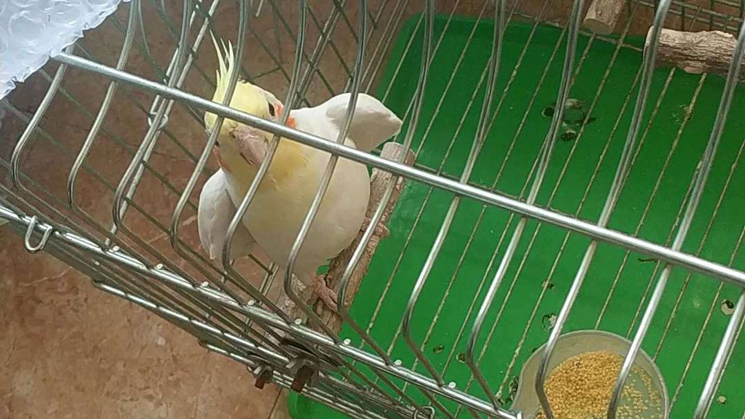 会唱歌的小黄鸡